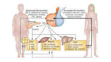 IGF-1  and Thyroid