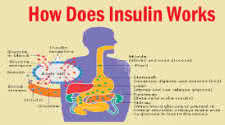 Insulin How it Works